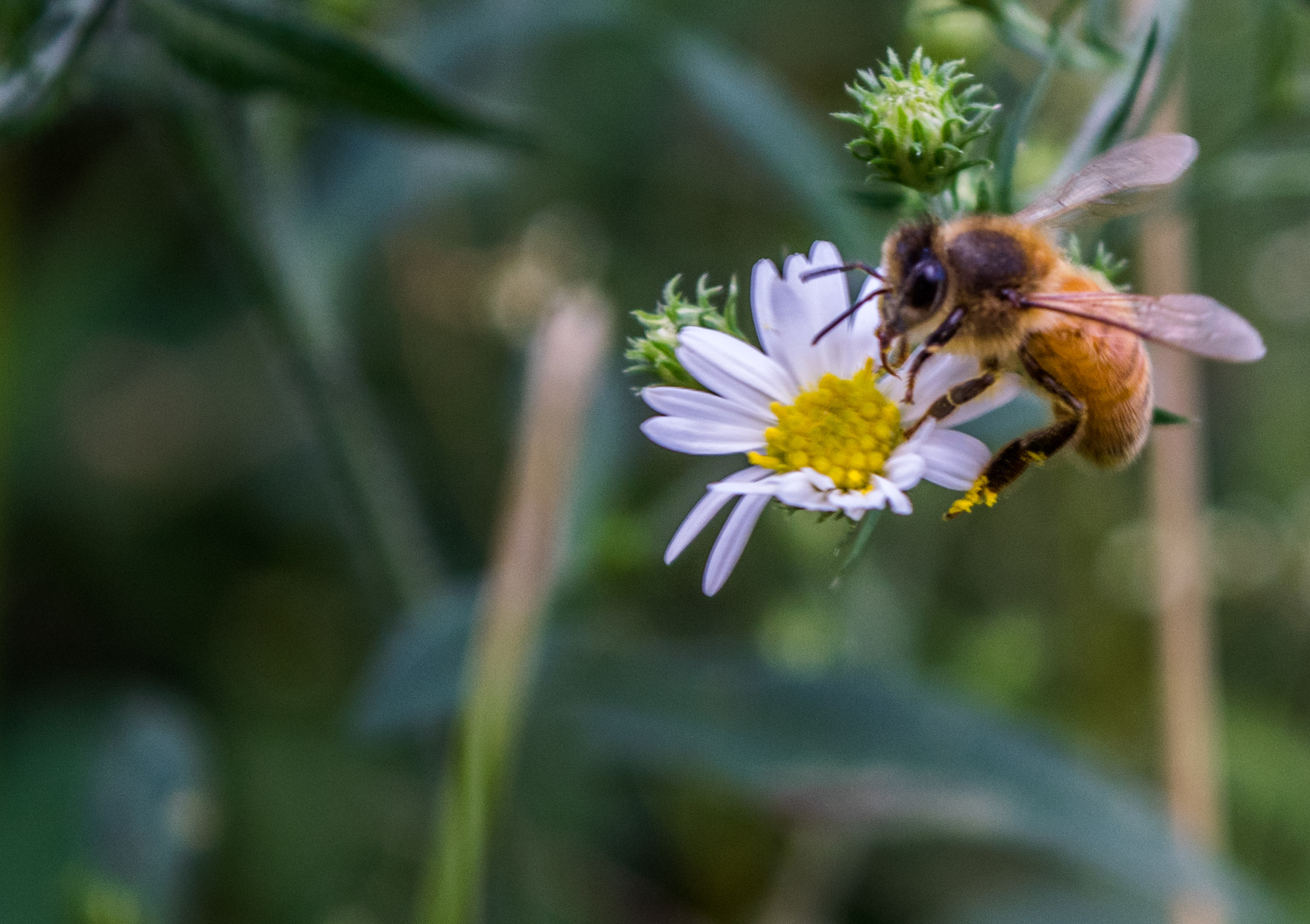 Bee and Flowers